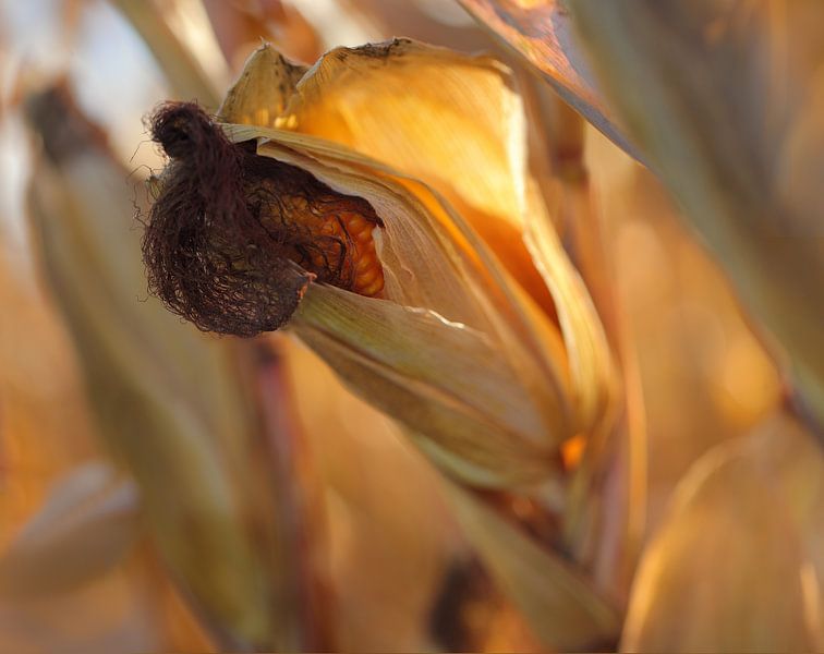 Ripe corn cob by patrick verweire