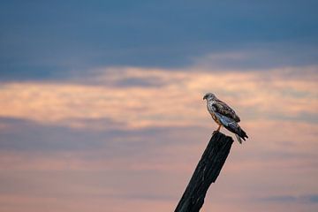 Marsh Harrier on pole against a beautiful evening sky by Sandra Kulk