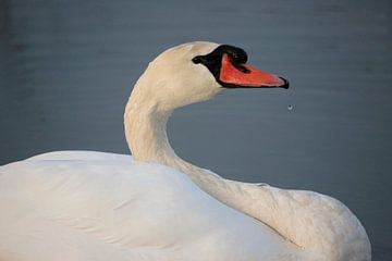 Höckerschwan von Frank Smedts