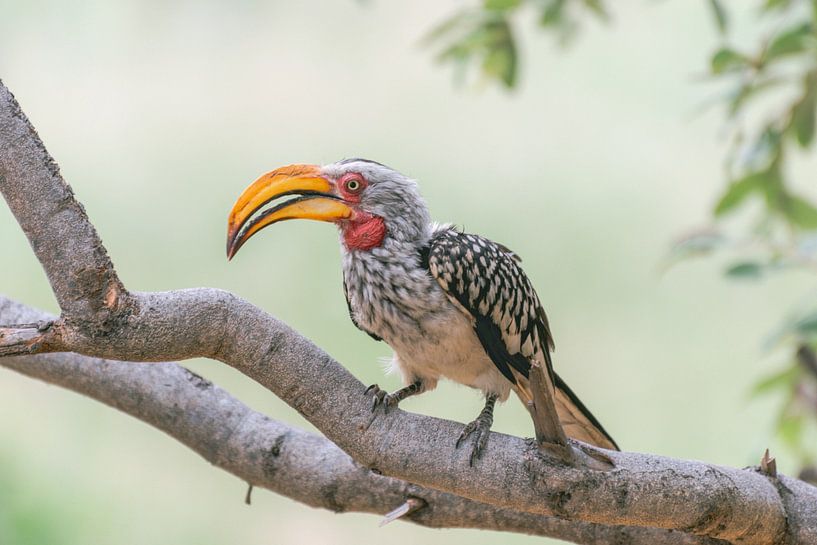 The Colored Hornbill | Travel Photography | South Africa by Sanne Dost