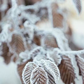 Ripe on leaf of a red beech by Oog in Oog Fotografie