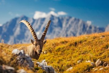 Bouquetin dans les Alpes avec le Watzmann en arrière-plan sur Dieter Meyrl