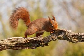 Squirrel runs over a branch by Arjan van de Logt