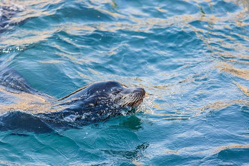 Zeeleeuw in het blauw III