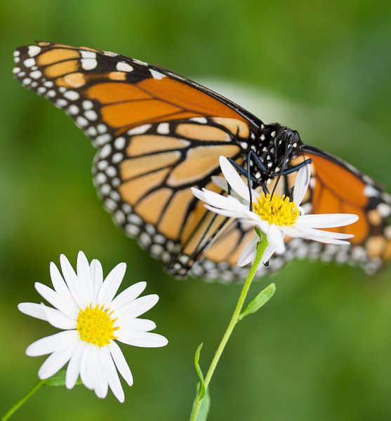 Monarch Vlinder van Ingrid Ronde