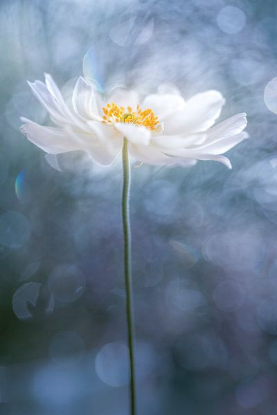 Herausragend von Christl Deckx