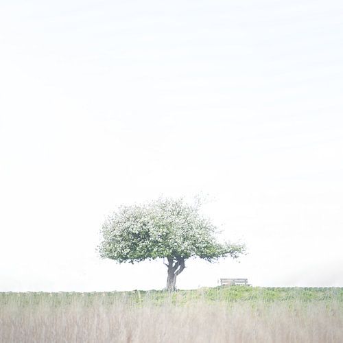 Eenzame boom in weids landschap