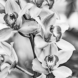 Cymbidium entre ombre et lumière 2 sur Patrick Kilb