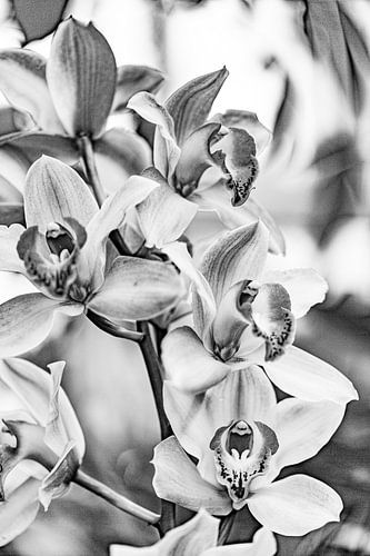 Cymbidium entre ombre et lumière 2
