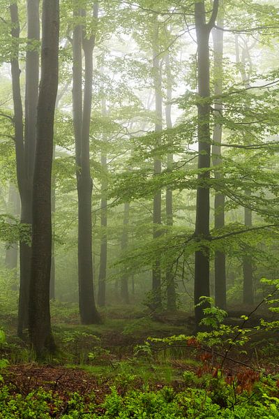 Mystischer Nebelwald im Isergebirge von Holger W. Spieker