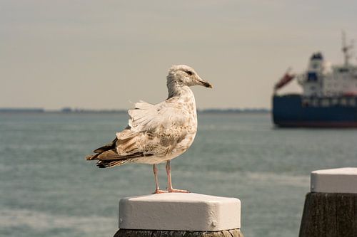 Mouettes et bateaux dans la rade de Flessingue