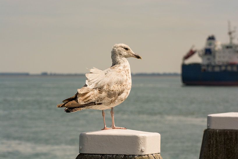 Seagulls and ships at Vlissingen roadstead by Zaankanteropavontuur