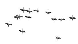 Cranes by Roland Brack