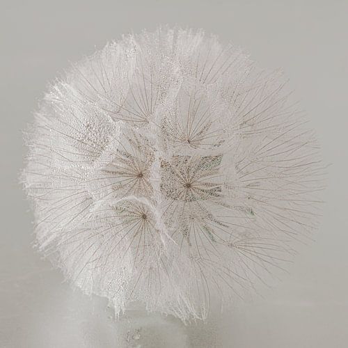 Landelijke rustige sfeer: Een pluizenbol op een waterig oppervlak