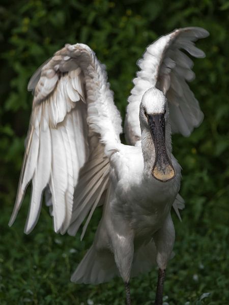 Spooner : Tierpark Blijdorp von Loek Lobel