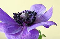 Anemone by Gerhard Albicker thumbnail