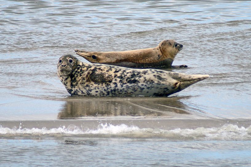 Zeehonden in de Waddenzee van Jeroen van Deel