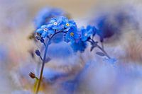 Vergissmeinnicht im Weichzeichner