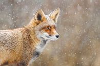 Schnee :-) von Pim Leijen Miniaturansicht