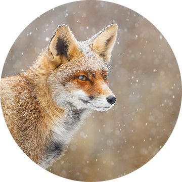 Sneeuw :-) van Pim Leijen