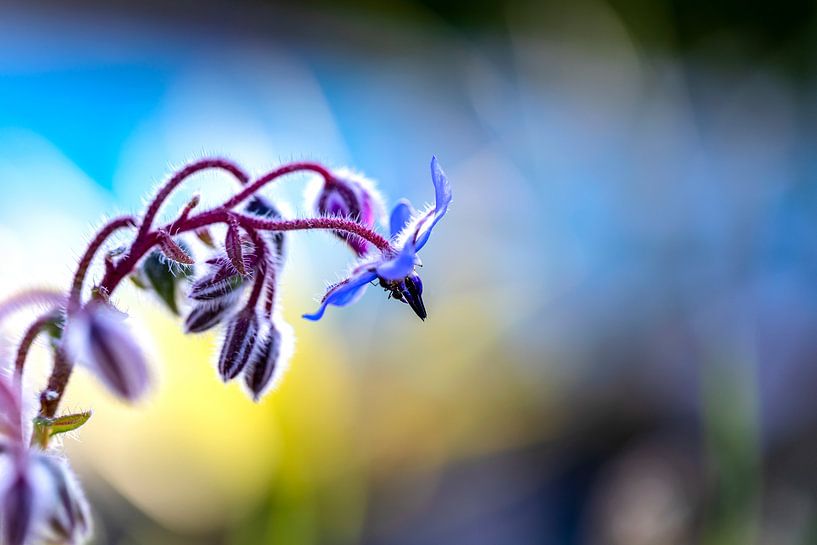 Visite en soirée par Harald Schottner