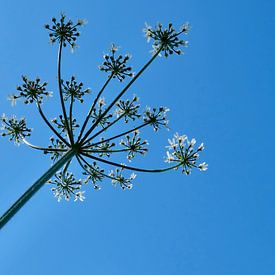 Bärenklauw gegen eine blaue Luft von Ingrid Meuleman