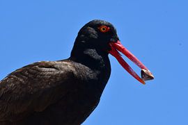 Huîtrier pie avec sa proie