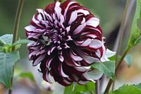 Hommel op wit/paarse dahlia