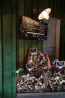 Oesters