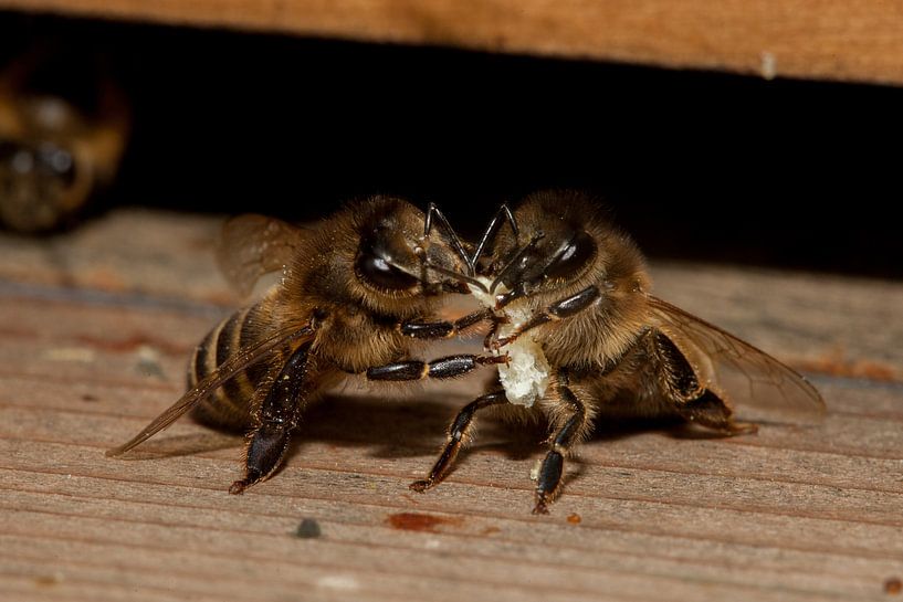 Two honey bees fighting over piece of wax by Joost Adriaanse