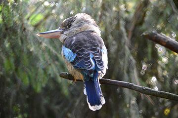 Laughing bird, Kookaburra, Kingfisher blue bird by Ronald H