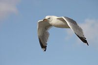 Seagull
