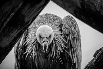 Vulture by Rob Boon