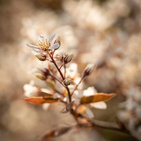 Currants bush by André Dorst