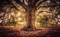 Tree of Life, Levensboom van Michiel Buijse thumbnail