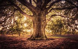 Tree of Life, Levensboom