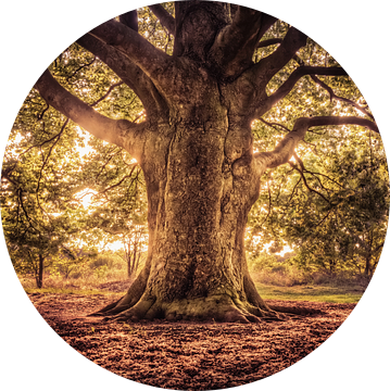 Tree of Life, Levensboom