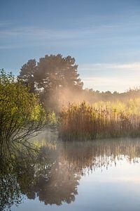 Lever de soleil brumeux dans une tourbière sur les landes