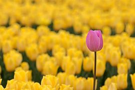 Pink tulip between yellow tulips by W J Kok