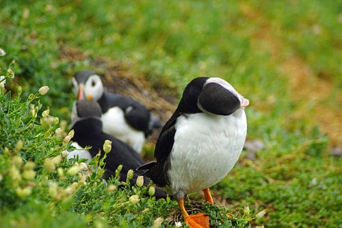 Papegaaiduikers op het eiland Skellig Michael in Ierland