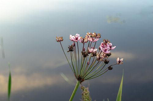 De glorie van de bloem