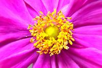 Roze anemoon