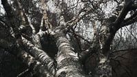 Downed birch and raindrops by Ruben Terlouw thumbnail