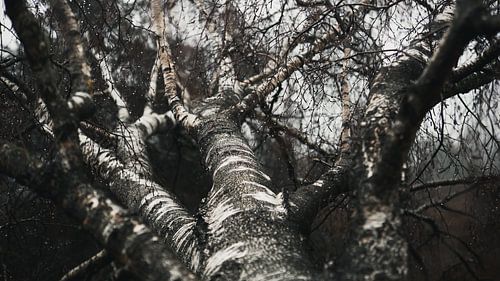 Bouleau abattu et gouttes de pluie