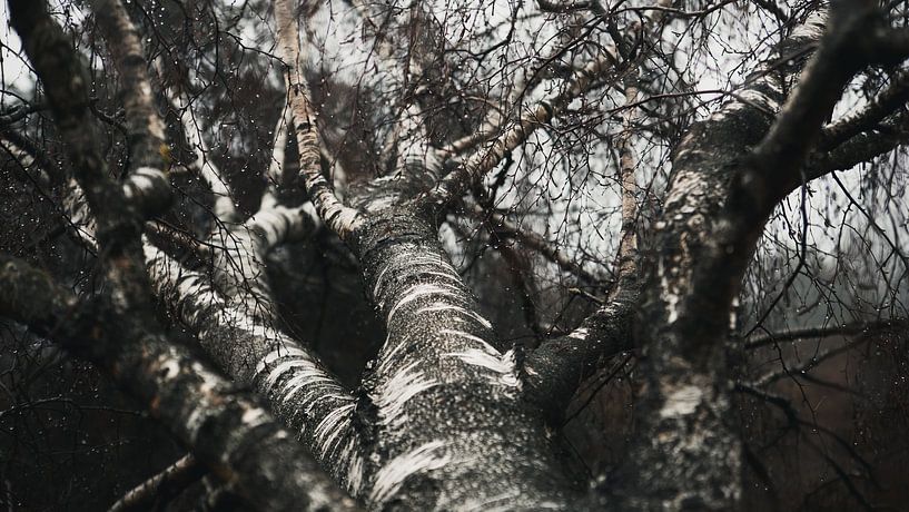Downed birch and raindrops by Ruben Terlouw