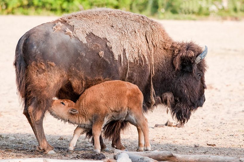 Bison : Diergaarde Blijdorp van Loek Lobel