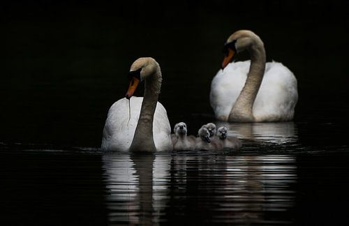 Knobbelzwanen met jongen