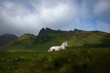 Icelandic horse by Geerke Burgers