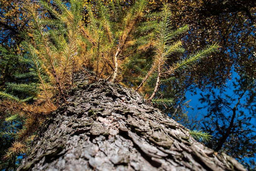 Tree van Tomas S.