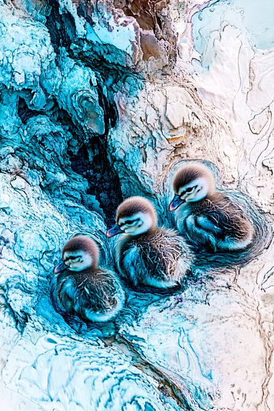 Surrealistischer Entwurf mit jungen Entenküken von Imperial Art House